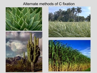 Alternate methods of C fixation
 