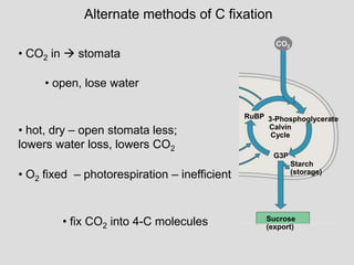 Alternate methods of C fixation
CO2
NADP+
ADP
Pi
+
RuBP 3-Phosphoglycerate
Calvin
Cycle
G3P
ATP
NADPH
Starch
(storage)
Sucrose
(export)
Chloroplast
Light
H2O
O2
• CO2 in  stomata
• open, lose water
• O2 fixed – photorespiration – inefficient
• hot, dry – open stomata less;
lowers water loss, lowers CO2
• fix CO2 into 4-C molecules
 