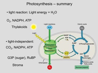 Photosynthesis – summary
• light reaction: Light energy + H2O
• light-independent:
CO2, NADPH, ATP
O2, NADPH, ATP
Thylakoids
G3P (sugar), RuBP
Stroma
 