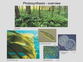 Photosynthesis - overview
 