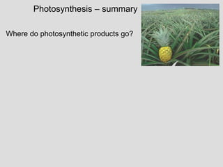 Photosynthesis – summary
Where do photosynthetic products go?
 