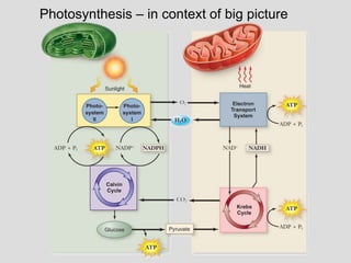 Photosynthesis – in context of big picture
 