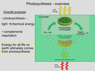 Overall purpose:
Photosynthesis - overview
• photosynthesis –
light chemical energy
• complements
respiration
Energy for all life on
earth ultimately comes
from photosynthesis
 