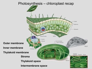 Photosynthesis – chloroplast recap
Outer membrane
Inner membrane
Thylakoid membrane
Stroma
Thylakoid space
Intermembrane space
 