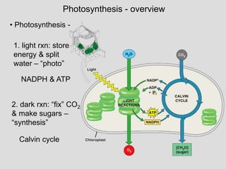 Photosynthesis - overview
• Photosynthesis -
1. light rxn: store
energy & split
water – “photo”
2. dark rxn: “fix” CO2
& make sugars –
“synthesis”
Calvin cycle
NADPH & ATP
 