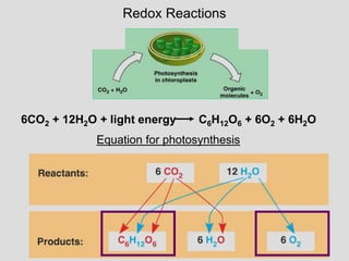 Redox Reactions
Equation for photosynthesis
6CO2 + 12H2O + light energy C6H12O6 + 6O2 + 6H2O
 