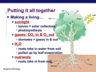Photosynthesis | PPT