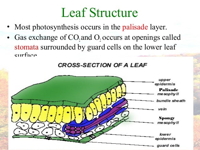 Where does photsynthesis take place