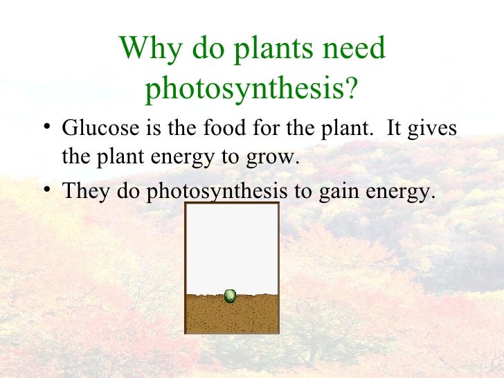 Why do plants need photosynthesis?