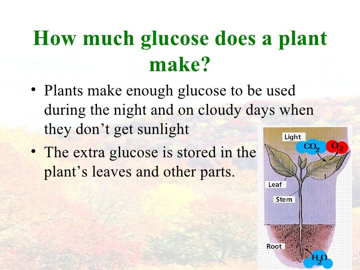 Photosynthesis
