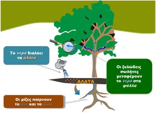 ΑΛΑΤΑ Οι ρίζες παίρνουν το  νερό  και τα  άλατα 