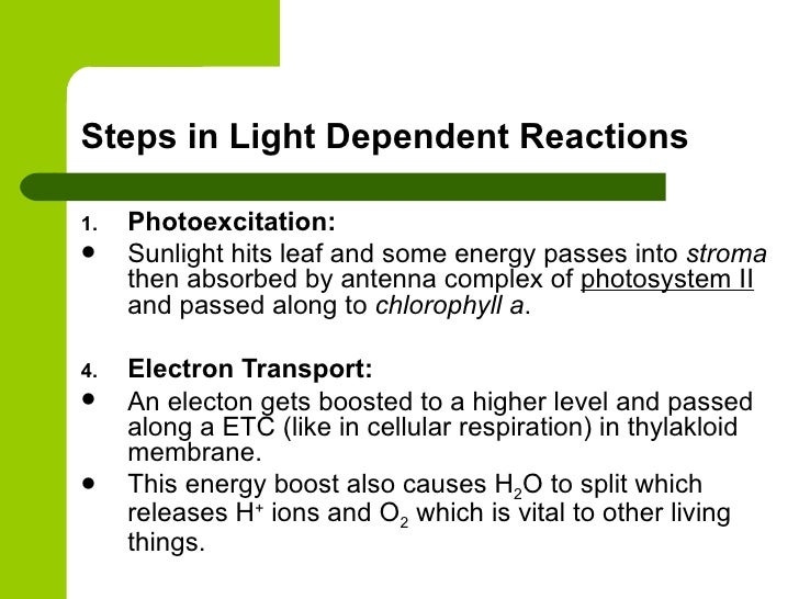 steps of photosythesis What is photosynthesis why is it important answers provided for kids along with the process of photosynthesis, chemical and word equation and much more. steps of photosythesis What is photosynthesis why is it important answers provided for kids along with the process of photosynthesis, chemical and word equation and much more.
