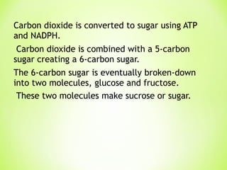 Carbon dioxide is converted to sugar using ATP and NADPH.  Carbon dioxide is combined with a 5-carbon sugar creating a 6-carbon sugar.  The 6-carbon sugar is eventually broken-down into two molecules, glucose and fructose. These two molecules make sucrose or sugar. 