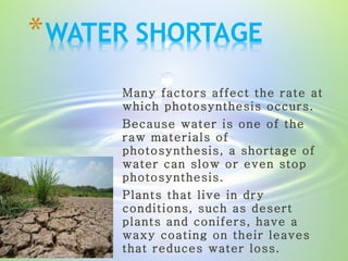 Many factors affect the rate at which photosynthesis occurs. Because water is one of the raw materials of photosynthesis, a shortage of water can slow or even stop photosynthesis. Plants that live in dry conditions, such as desert plants and conifers, have a waxy coating on their leaves that reduces water loss. 