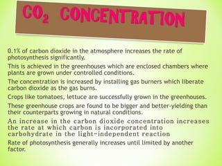 0.1% of carbon dioxide in the atmosphere increases the rate of photosynthesis significantly.  This is achieved in the greenhouses which are enclosed chambers where plants are grown under controlled conditions. The concentration is increased by installing gas burners which liberate carbon dioxide as the gas burns.  Crops like tomatoes, lettuce are successfully grown in the greenhouses.  These greenhouse crops are found to be bigger and better-yielding than their counterparts growing in natural conditions. An increase in the carbon dioxide concentration increases the rate at which carbon is incorporated into carbohydrate in the light-independent reaction  Rate of photosynthesis generally increases until limited by another factor. 