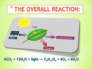 6CO 2  + 12H 2 O + light -> C 6 H 12 O 6  + 6O 2  + 6H 2 O 
