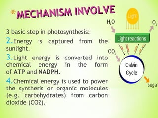 3 basic step in photosynthesis:  Energy is captured from the sunlight. Light energy is converted into chemical energy in the form of  ATP  and  NADPH . Chemical energy is used to power the synthesis or organic molecules (e.g. carbohydrates) from carbon dioxide (CO2). MECHANISM INVOLVE 