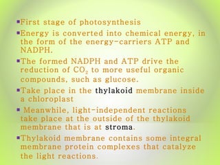 First stage of photosynthesis  Energy is converted into chemical energy, in the form of the energy-carriers ATP and NADPH. The formed NADPH and ATP drive the reduction of CO 2  to more useful organic compounds, such as glucose. Take place in the  thylakoid  membrane inside a chloroplast Meanwhile, light-independent reactions take place at the outside of the thylakoid membrane that is at  stroma . Thylakoid membrane contains some integral membrane protein complexes that catalyze the light reactions . 