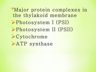 Major protein complexes in the thylakoid membrane Photosystem I (PSI) Photosystem II (PSII) Cytochrome  ATP synthase 