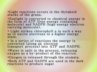 Light reactions occurs in the thylakoid stacks of the grana.  Sunlight is converted to chemical energy in the form of ATP (free energy containing molecule) and NADPH (high energy electron carrying molecule).  Light strikes chlorophyll a in such a way as to excite electrons to a higher energy state. In a series of reactions the energy is converted (along an electron transport process) into ATP and NADPH.  Water is split in the process, releasing oxygen as a by-product of the reaction.  Oxygen is released through the stomata.  Both ATP and NADPH are used in the dark reactions to produce sugar . 