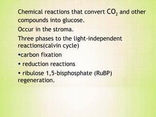 Chemical reactions that convert  CO 2  and other compounds into glucose. Occur in the stroma. Three phases to the light-independent reactions(calvin cycle) carbon fixation reduction reactions ribulose 1,5-bisphosphate (RuBP) regeneration. 