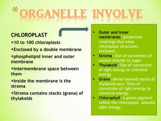CHLOROPLAST 10 to 100 chloroplasts Enclosed by a double membrane phospholipid inner and outer membrane Intermembrane space between them Inside the membrane is the stroma Stroma contains stacks (grana) of thylakoids Outer and inner membranes :  protective coverings that keep chloroplast structures enclosed. Stroma :  Site of conversion of carbon dioxide to sugar. Thylakoid :  Site of conversion of light energy to chemical energy. Grana :  dense layered stacks of thylakoid sacs. Sites of conversion of light energy to chemical energy. Chlorophyll :  a green pigment within the chloroplast. Absorbs light energy. 
