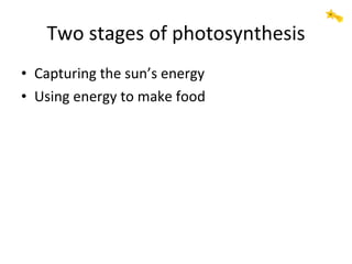 Two stages of photosynthesis ,[object Object],[object Object]