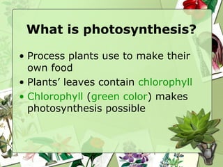 What is photosynthesis?
• Process plants use to make their
own food
• Plants’ leaves contain chlorophyll
• Chlorophyll (green color) makes
photosynthesis possible
 