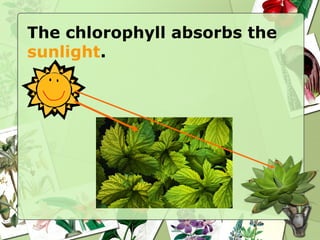 The chlorophyll absorbs the
sunlight.
 