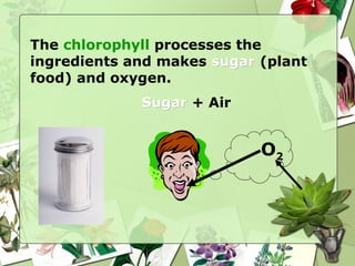 The chlorophyll processes the
ingredients and makes sugarsugar (plant
food) and oxygen.
SugarSugar + Air
O2
 