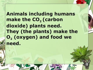 Animals including humans
make the CO2 (carbon
dioxide) plants need.
They (the plants) make the
O2 (oxygen) and food we
need.
 