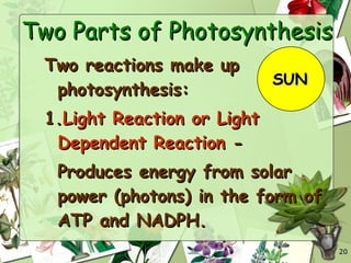 Topic Photosynthesis Photosynthesis | PPT