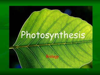 Photosynthesis Biology 