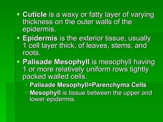 Cuticle  is a waxy or fatty layer of varying thickness on the outer walls of the epidermis. Epidermis  is the exterior tissue, usually 1 cell layer thick, of leaves, stems, and roots. Palisade Mesophyll  is mesophyll having 1 or more relatively uniform rows tightly packed walled cells.  Palisade Mesophyll=Parenchyma Cells Mesophyll  is tissue between the upper and lower epidermis. 