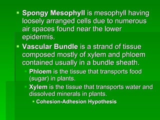 Spongy Mesophyll  is mesophyll having loosely arranged cells due to numerous air spaces found near the lower epidermis. Vascular Bundle  is a strand of tissue composed mostly of xylem and phloem contained usually in a bundle sheath. Phloem  is the tissue that transports food (sugar) in plants. Xylem  is the tissue that transports water and dissolved minerals in plants. Cohesion-Adhesion Hypothesis 