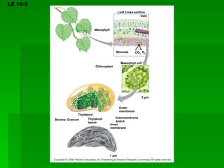 LE 10-3 Leaf cross section Vein Mesophyll Stomata CO 2 O 2 Mesophyll cell Chloroplast 5 µm Outer membrane Intermembrane space Inner membrane Thylakoid space Thylakoid Granum Stroma 1 µm 