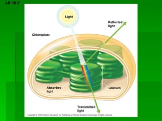 LE 10-7 Chloroplast Light Reflected  light Absorbed  light Transmitted  light Granum 