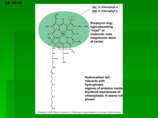 LE 10-10 CH 3 CHO in chlorophyll  a in chlorophyll  b Porphyrin ring: light-absorbing “ head” of molecule; note magnesium atom at center Hydrocarbon tail: interacts with hydrophobic regions of proteins inside thylakoid membranes of chloroplasts; H atoms not shown 
