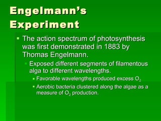 Engelmann’s Experiment The action spectrum of photosynthesis was first demonstrated in 1883 by Thomas Engelmann. Exposed different segments of filamentous alga to different wavelengths. Favorable wavelengths produced excess O 2 Aerobic bacteria clustered along the algae as a measure of O 2  production. 