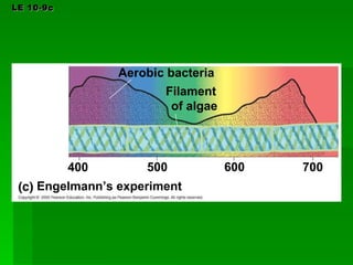 LE 10-9c Engelmann’s experiment 400 500 600 700 Aerobic bacteria Filament of algae 