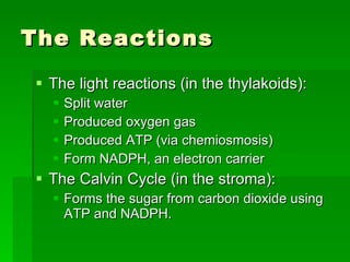 The Reactions The light reactions (in the thylakoids): Split water Produced oxygen gas Produced ATP (via chemiosmosis) Form NADPH, an electron carrier The Calvin Cycle (in the stroma): Forms the sugar from carbon dioxide using ATP and NADPH. 