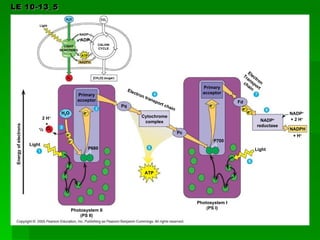 LE 10-13_5 Light P680 e – Photosystem II (PS II) Primary acceptor [CH 2 O] (sugar) NADPH ATP ADP CALVIN CYCLE LIGHT REACTIONS NADP + Light H 2 O CO 2 Energy of electrons O 2 e – e – + 2 H + H 2 O O 2 1 / 2 Pq Cytochrome complex Electron transport chain Pc ATP P700 e – Primary acceptor Photosystem I (PS I) e – e – Electron Transport chain NADP + reductase Fd NADP + NADPH + H + + 2 H + Light 