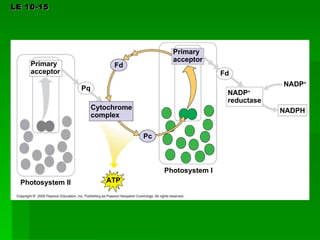 LE 10-15 Photosystem I Photosystem II ATP Pc Fd Cytochrome complex Pq Primary acceptor Fd NADP + reductase NADP + NADPH Primary acceptor 