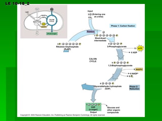 LE 10-18_2 [CH 2 O] (sugar) O 2 NADPH ATP ADP NADP + CO 2 H 2 O LIGHT REACTIONS CALVIN CYCLE Light Input CO 2 (Entering one at a time) Rubisco 3 P P Short-lived intermediate Phase 1: Carbon fixation 6 P 3-Phosphoglycerate 6 ATP 6 ADP CALVIN CYCLE 3 P P Ribulose bisphosphate (RuBP) 3 6 NADP + 6 6 NADPH P i 6 P 1,3-Bisphosphoglycerate P 6 P Glyceraldehyde-3-phosphate (G3P) P 1 G3P (a sugar) Output Phase 2: Reduction Glucose and other organic compounds 