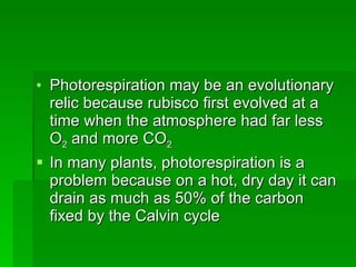 Photorespiration may be an evolutionary relic because rubisco first evolved at a time when the atmosphere had far less O 2  and more CO 2   In many plants, photorespiration is a problem because on a hot, dry day it can drain as much as 50% of the carbon fixed by the Calvin cycle 