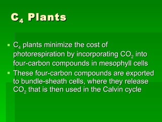 C 4  Plants C 4  plants minimize the cost of photorespiration by incorporating CO 2  into four-carbon compounds in mesophyll cells These four-carbon compounds are exported to bundle-sheath cells, where they release CO 2  that is then used in the Calvin cycle 