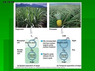 LE 10-20 Bundle- sheath cell Mesophyll cell Organic acid C 4 CO 2 CO 2 CALVIN CYCLE Sugarcane Pineapple Organic acids release CO 2  to Calvin cycle CO 2  incorporated into four-carbon organic acids (carbon fixation) Organic acid CAM CO 2 CO 2 CALVIN CYCLE Sugar Spatial separation of steps Temporal separation of steps Sugar Day Night 