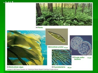 LE 10-2 LE 10-2 Plants Unicellular protist Multicellular algae Cyanobacteria Purple sulfur bacteria 10 µm 1.5 µm 40 µm 