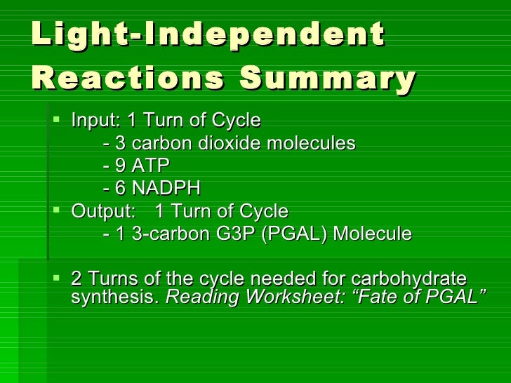 PD 2 Photosynthesis Notes