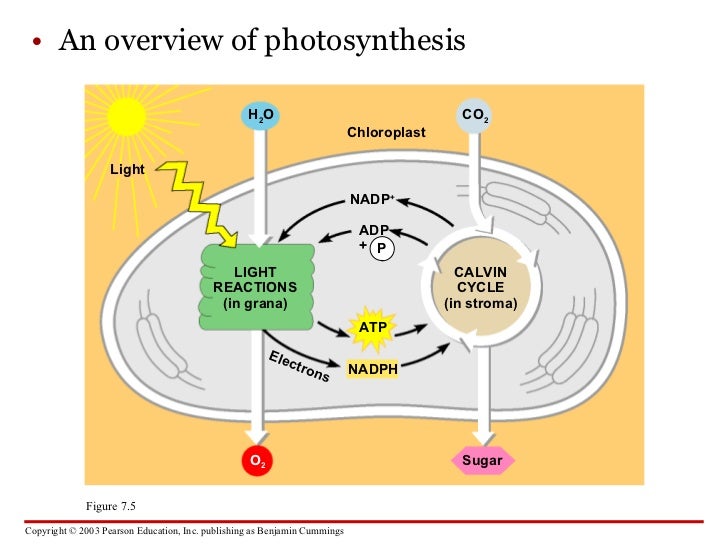 Two stages of photosythesis